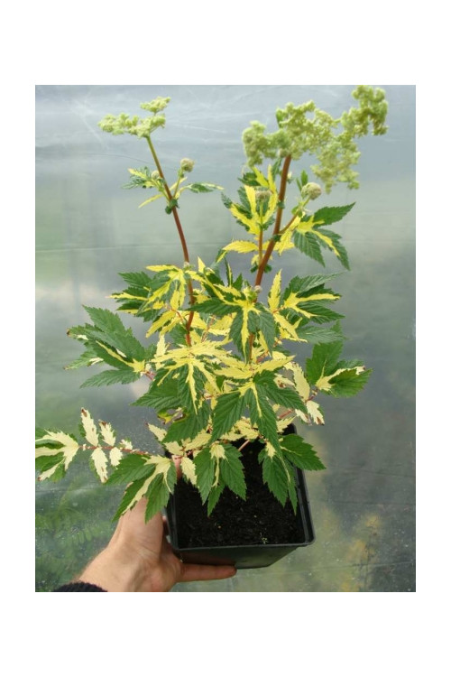 Wiązówka błotna 'Variegata' | Filipendula ulmaria