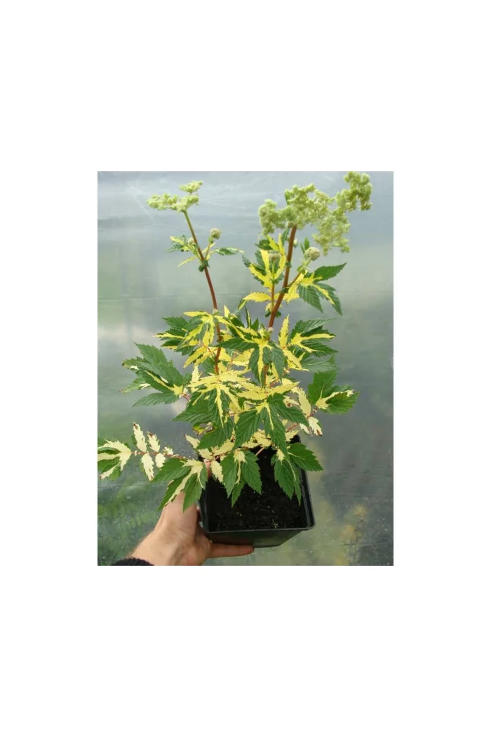 Wiązówka błotna 'Variegata' | Filipendula ulmaria