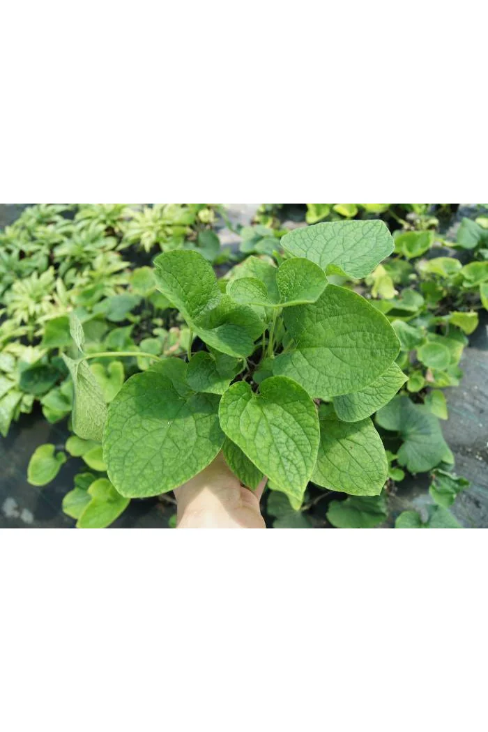 Brunnera wielkolistna | Brunnera macrophylla