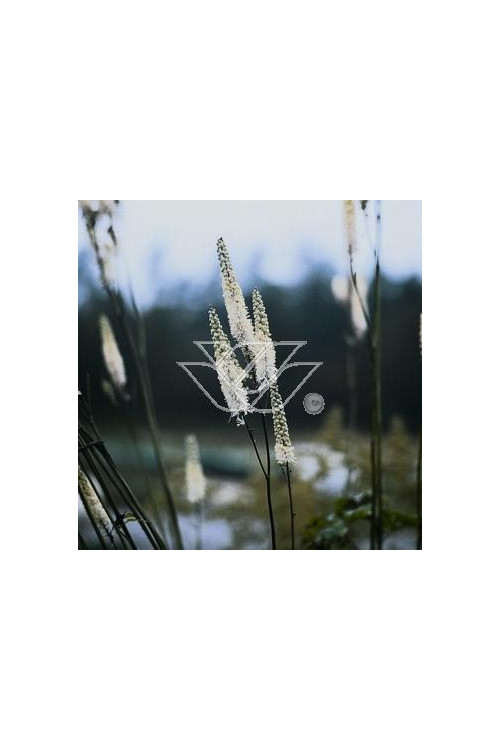 Świecznica, Pluskwica groniasta | Cimicifuga racemosa