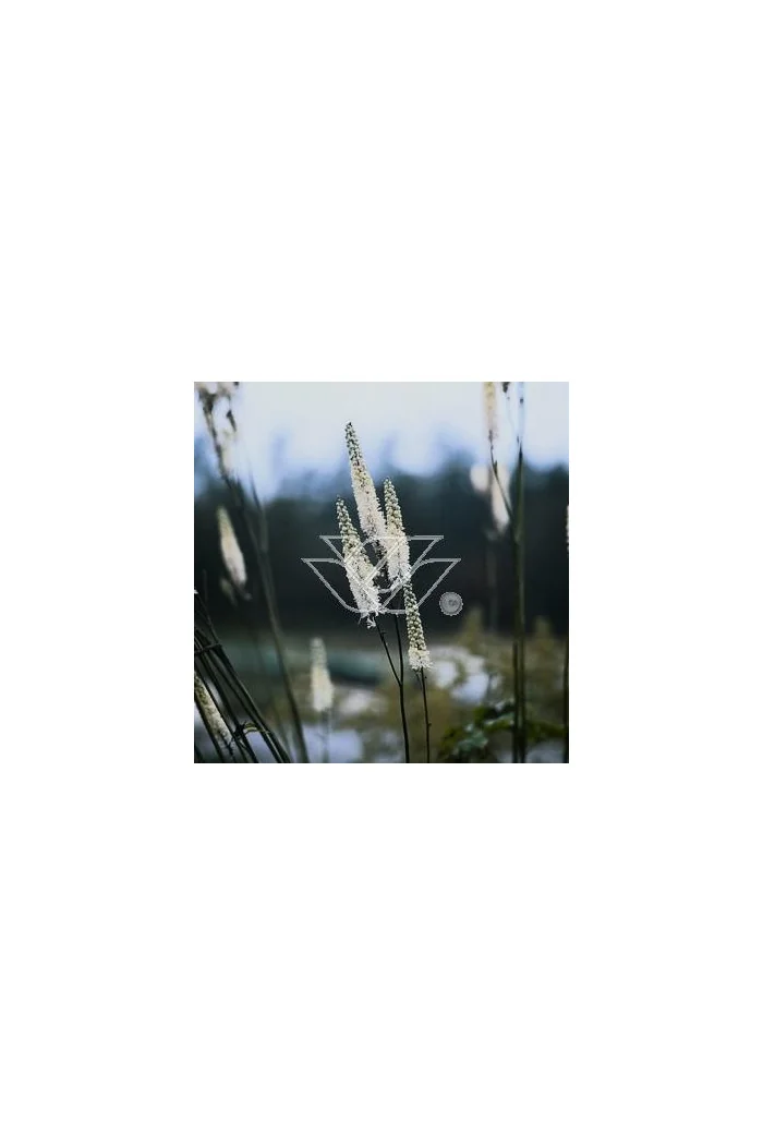 Świecznica, Pluskwica groniasta | Cimicifuga racemosa