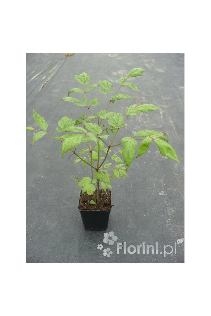 Świecznica, Pluskwica groniasta | Cimicifuga racemosa