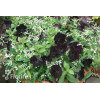 Sweetunia 'Black Mamba' div class'lat' Sweetunia /div