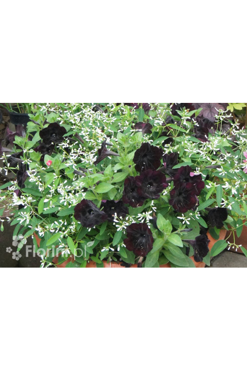 Sweetunia 'Black Mamba' div class'lat' Sweetunia /div