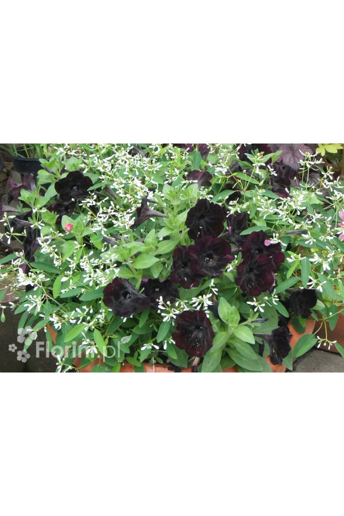 Sweetunia 'Black Mamba' div class'lat' Sweetunia /div