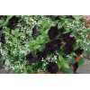 Sweetunia 'Black Mamba' div class'lat' Sweetunia /div