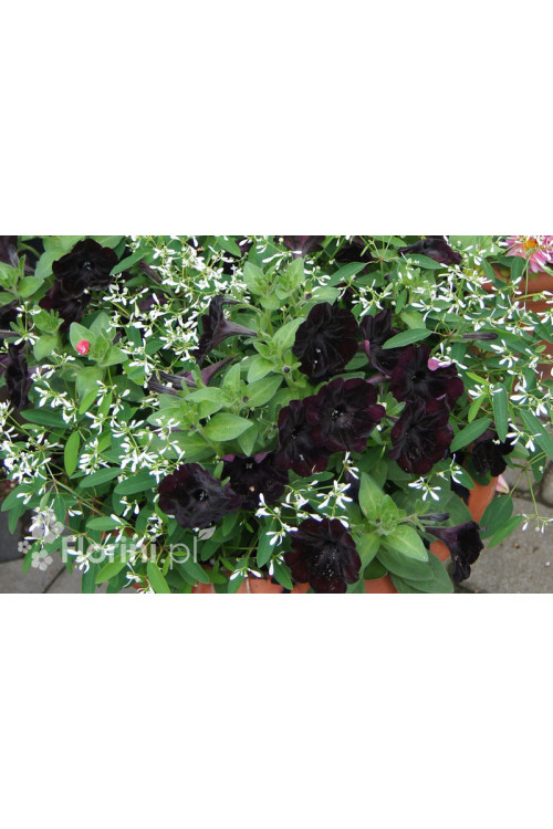 Sweetunia 'Black Mamba' div class'lat' Sweetunia /div