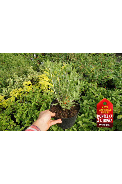 Perowskia łobodolistna | Perovskia atriplicifolia