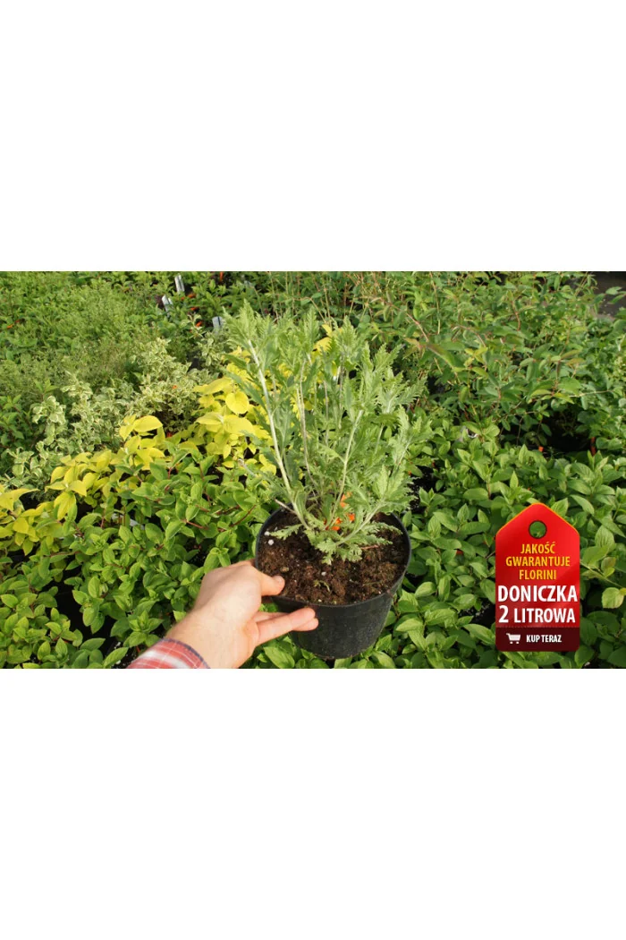 Perowskia łobodolistna | Perovskia atriplicifolia