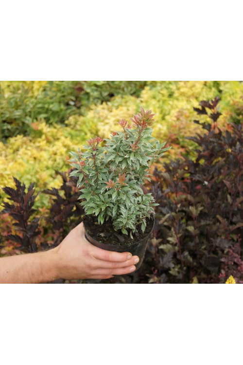 Pieris japoński 'Little Heath' Pieris japonica
