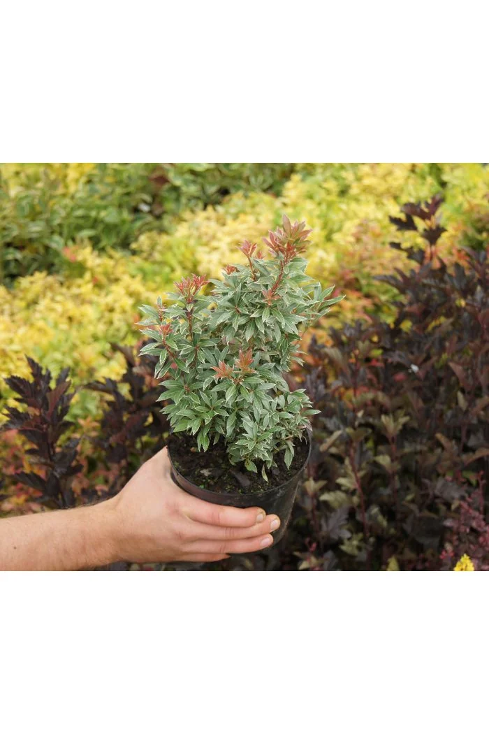 Pieris japoński 'Little Heath' Pieris japonica