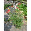 Krwawnik pospolity 'Paprika' | Achillea millefolia