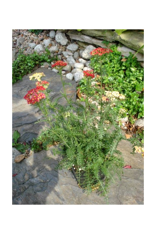 Krwawnik pospolity 'Paprika' | Achillea millefolia