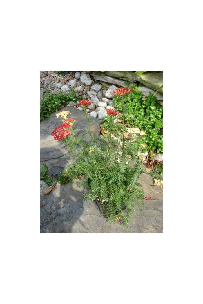 Krwawnik pospolity 'Paprika' | Achillea millefolia