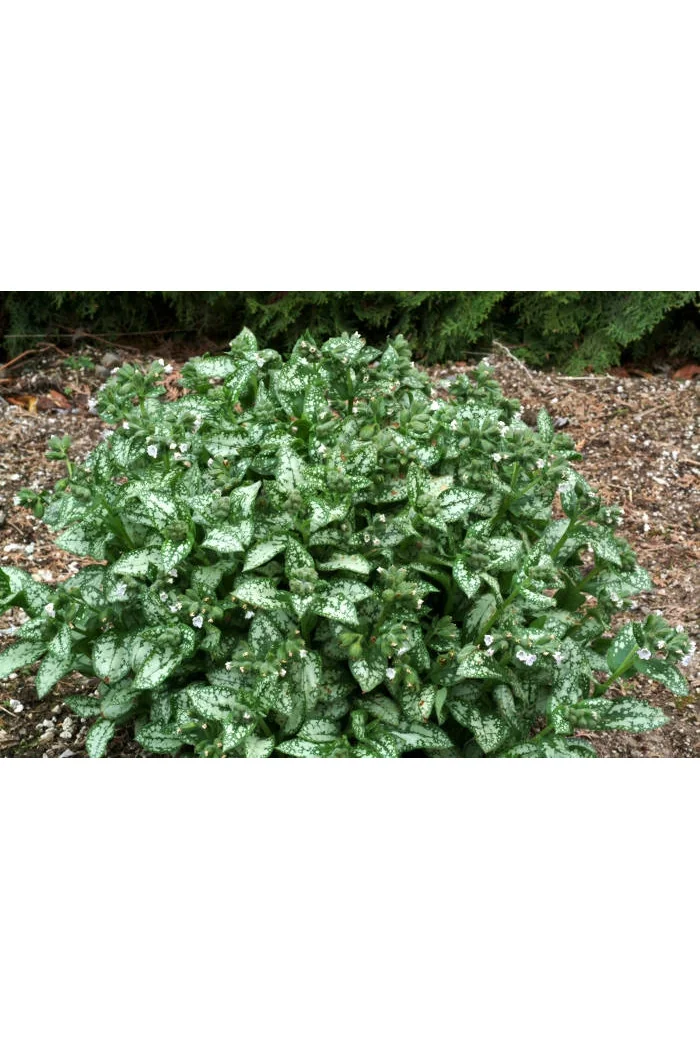 Miodunka 'Moonshine' | Pulmonaria