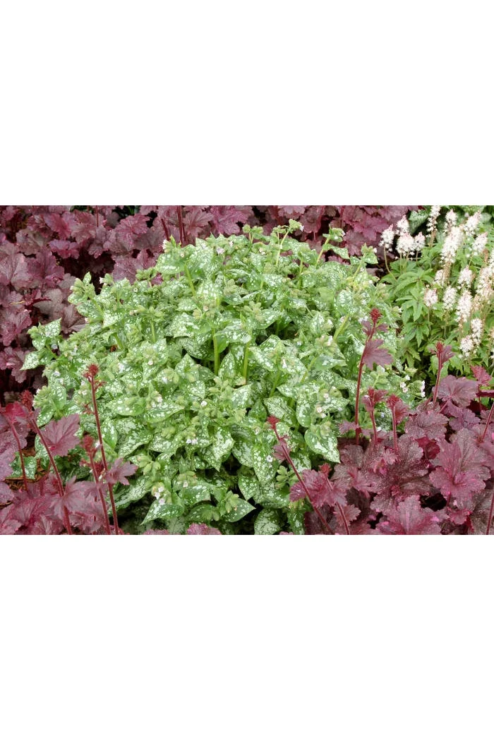 Miodunka 'Moonshine' | Pulmonaria