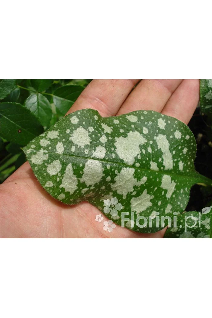 Miodunka 'Moonshine' | Pulmonaria