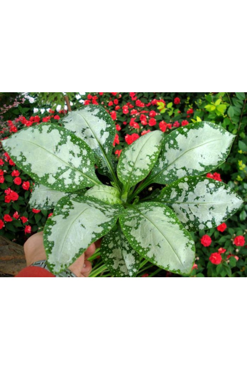 Miodunka 'Moonshine' | Pulmonaria