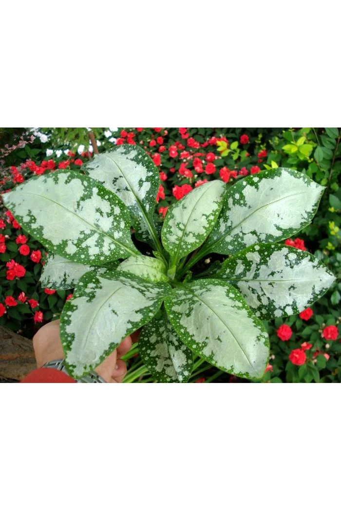 Miodunka 'Moonshine' | Pulmonaria