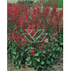 Żurawka krwista 'Coral Forest' Heuchera sanguinea