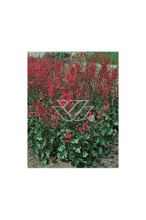 Żurawka krwista 'Coral Forest' Heuchera sanguinea