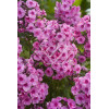 Floks wiechowaty 'Fondant Fancy' Phlox panniculata