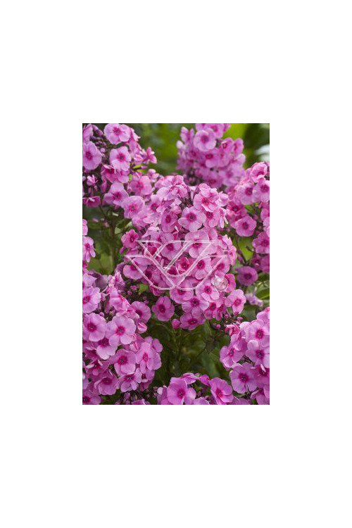 Floks wiechowaty 'Fondant Fancy' Phlox panniculata