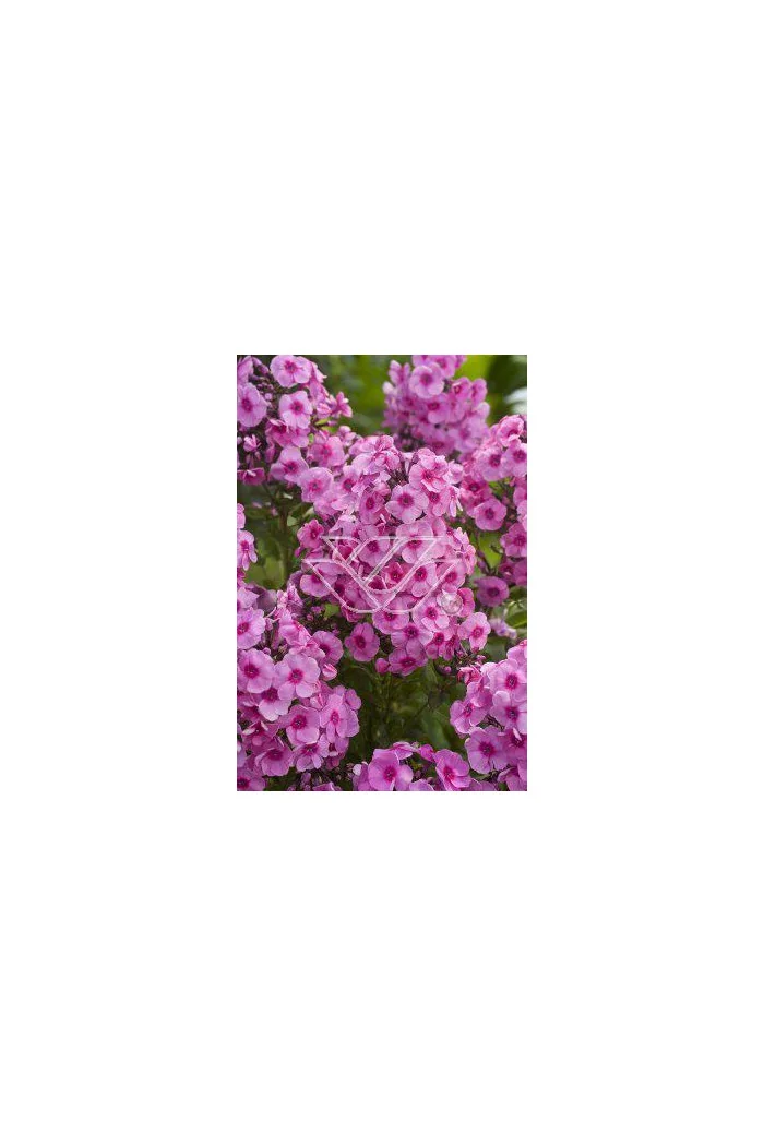 Floks wiechowaty 'Fondant Fancy' Phlox panniculata