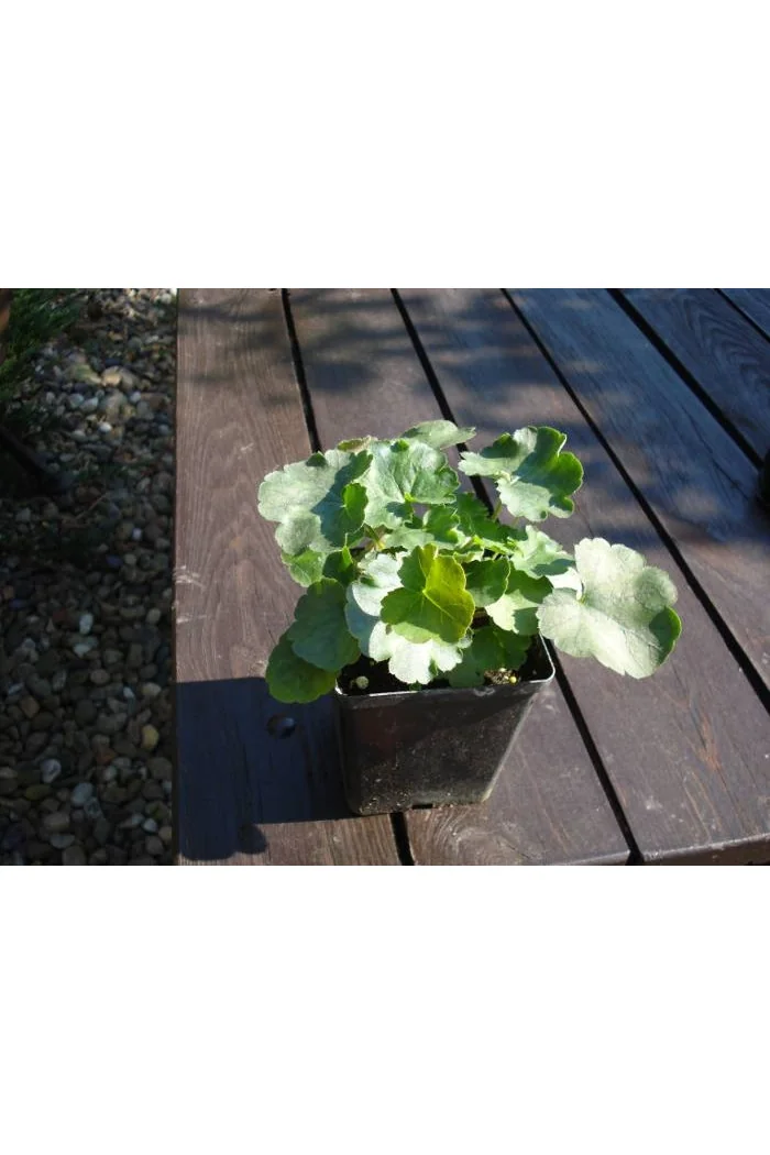 Żurawka krwista 'Coral Forest' Heuchera sanguinea