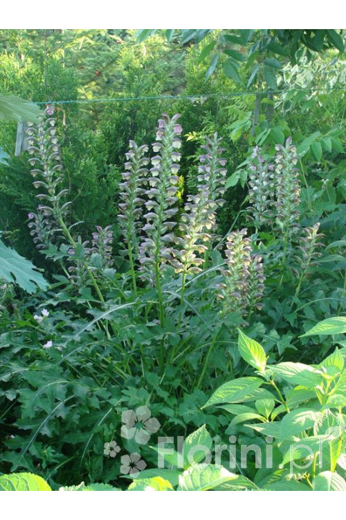 Akant Acanthus mollis