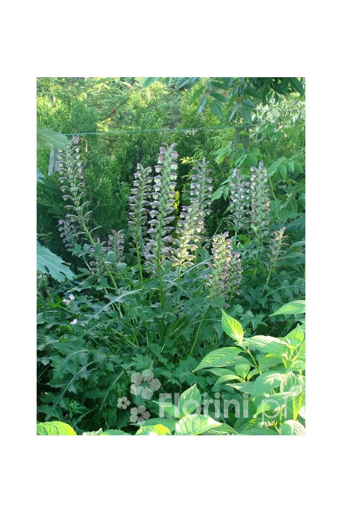 Akant Acanthus mollis