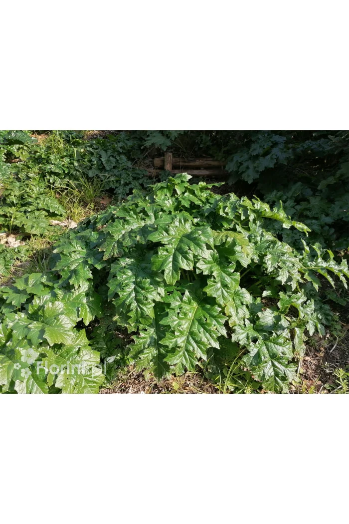 Akant Acanthus mollis