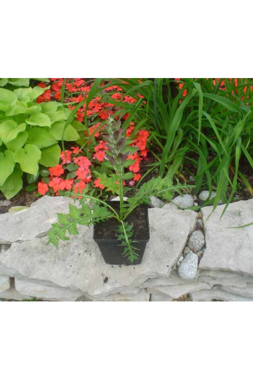 Akant Acanthus mollis