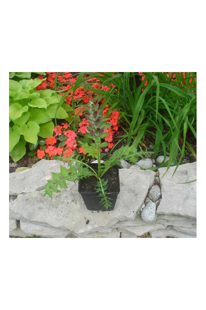 Akant Acanthus mollis