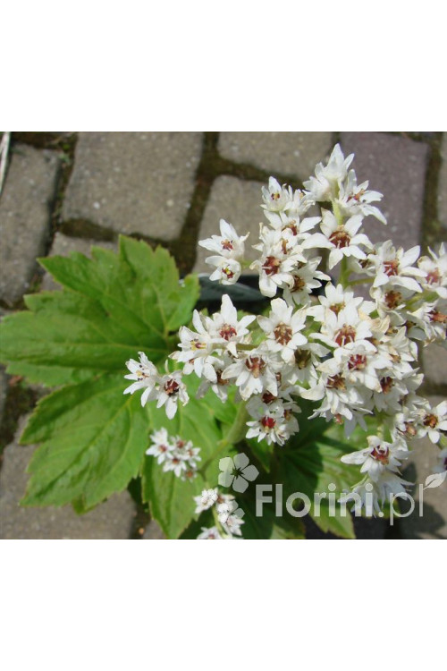 Mukdenia Rossa Aceriphyllum rossi