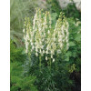 Tojad mocny 'Albus' | Aconitum napellus