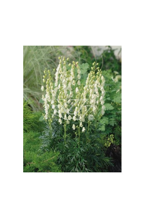 Tojad mocny 'Albus' | Aconitum napellus