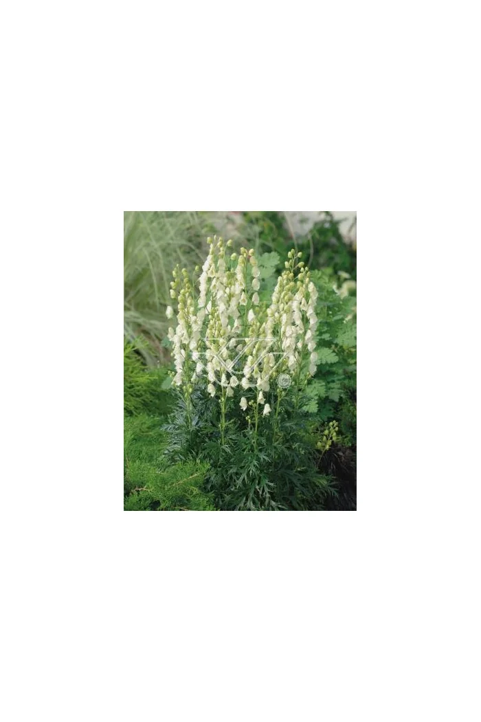 Tojad mocny 'Albus' | Aconitum napellus