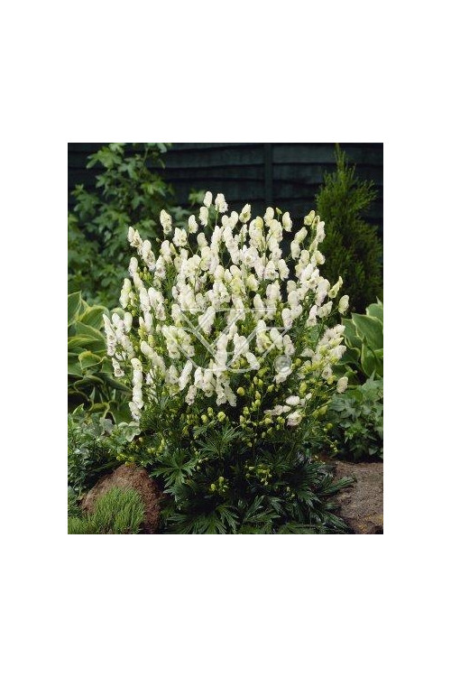 Tojad mocny 'Albus' | Aconitum napellus