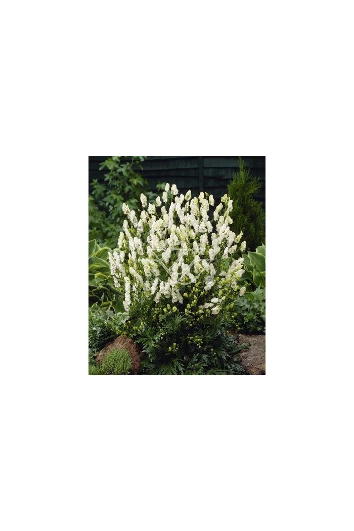 Tojad mocny 'Albus' | Aconitum napellus