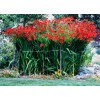 Krokosmia 'Lucifer' | Crococmia x crocosmiiflora