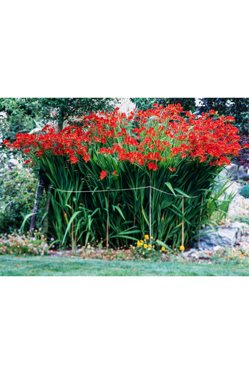 Krokosmia 'Lucifer' | Crococmia x crocosmiiflora