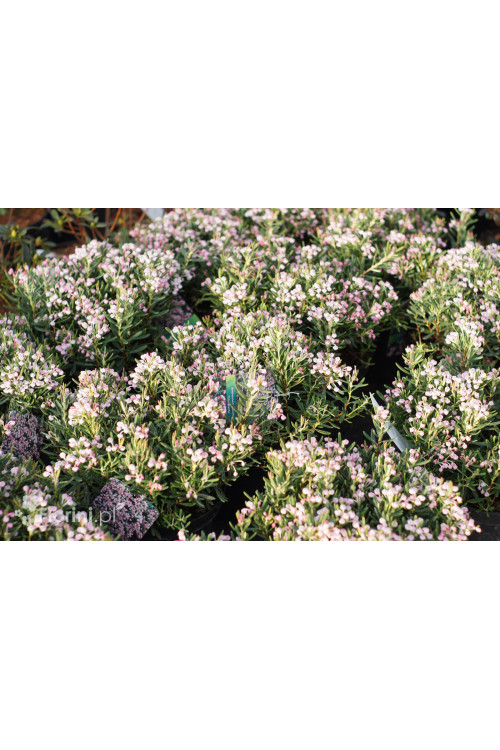 Modrzewnica pospolita 'Blue Ice' | Andromeda polifolia