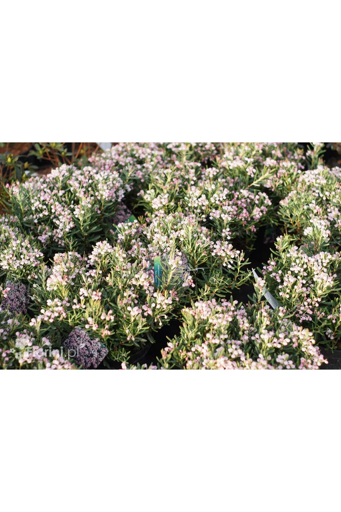 Modrzewnica pospolita 'Blue Ice' | Andromeda polifolia