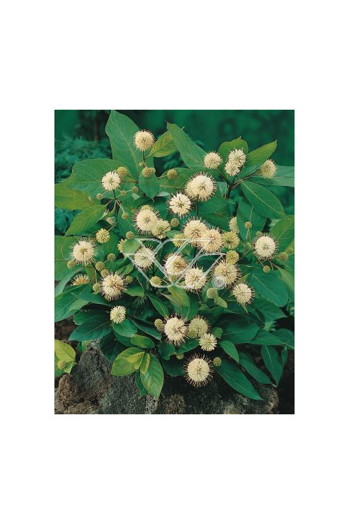 Guzikowiec zachodni Cephalanthus occidentalis