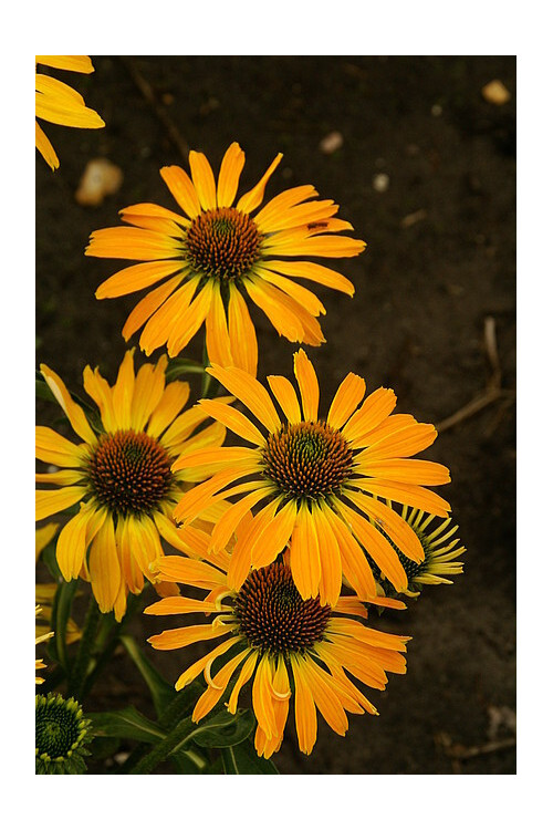 Jeżówka 'Golden Skipper' | Echinacea