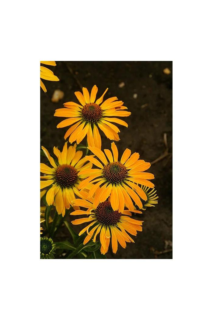 Jeżówka 'Golden Skipper' | Echinacea