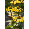 Jeżówka 'Golden Skipper' | Echinacea