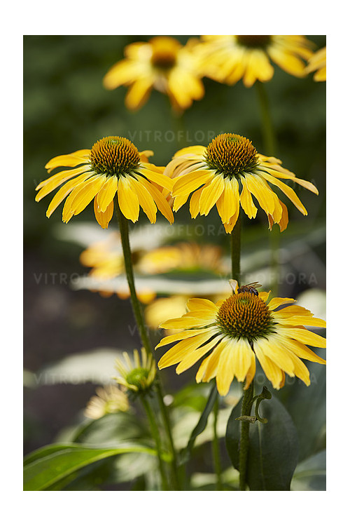 Jeżówka 'Golden Skipper' | Echinacea