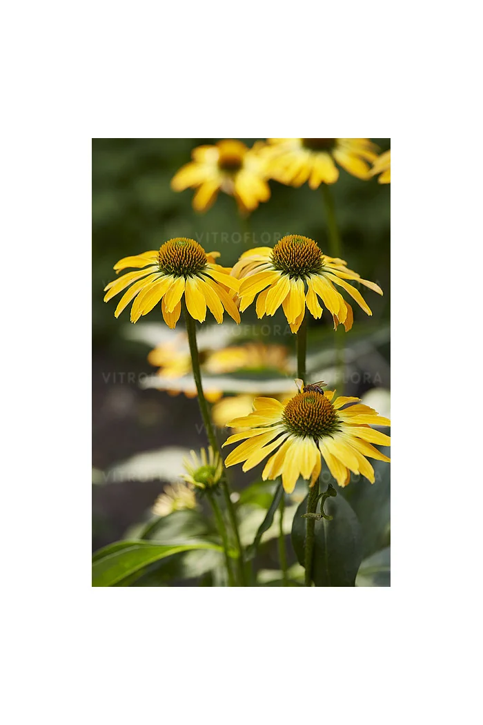 Jeżówka 'Golden Skipper' | Echinacea